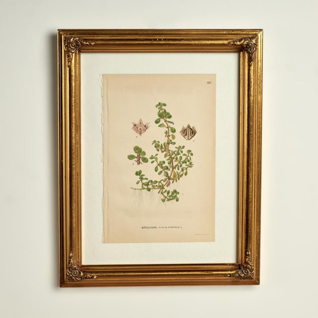 Antique Group of Nine Hand Colored Botanical Prints For Sale - Image 11 of 18
