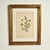 Antique Group of Nine Hand Colored Botanical Prints For Sale - Image 11 of 18