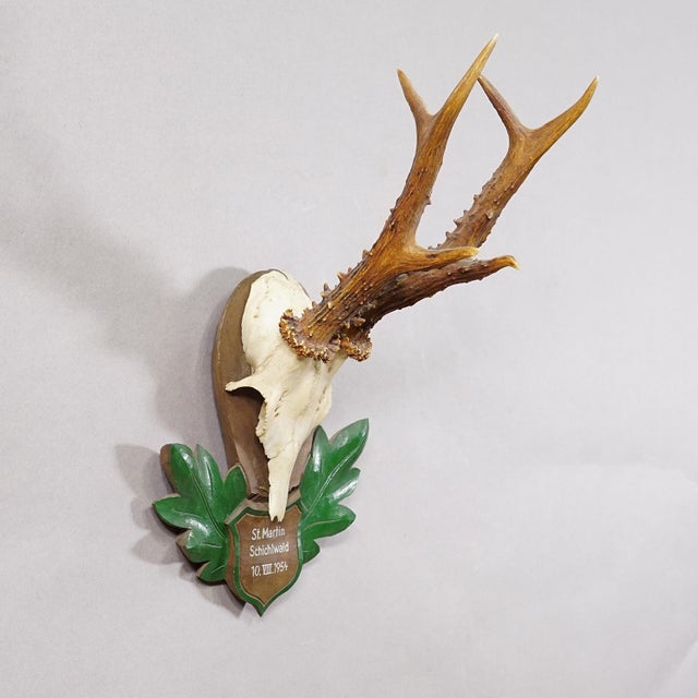 Great Black Forest Red Deer Trophy on Carved Plaque - Germany 1954 Item e8174 A vintage red deer (Capreolus capreolus)...