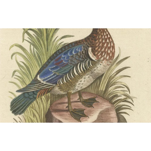 Johann Michael Seligmann, Catesby's Summer Duck, 18th Century, Engraving on Paper For Sale - Image 4 of 7