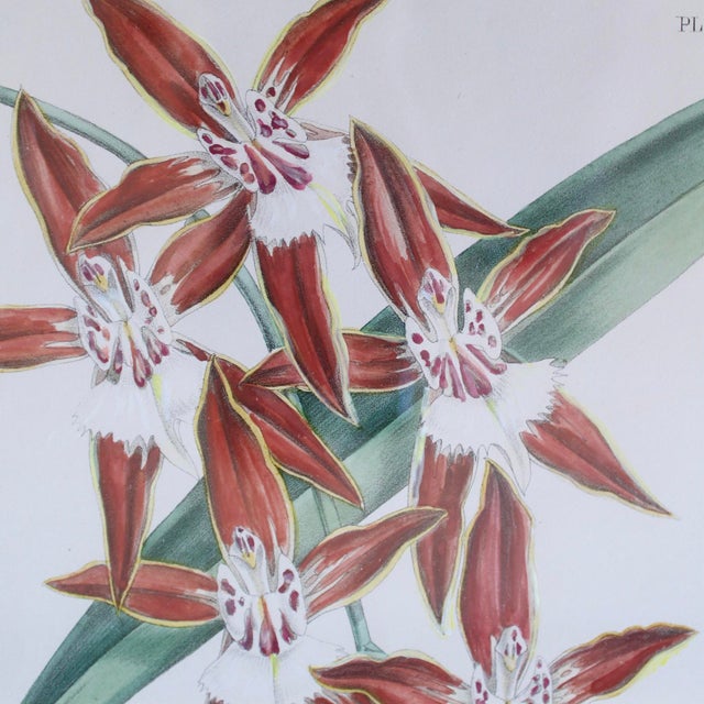 Orange Set of Six Orchid Lithographs, 19th Century, by John Nugent Fitch For Sale - Image 8 of 12