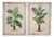 Palm Trees, Oil on Canvases, 1890s-1910s, Set of 2 For Sale