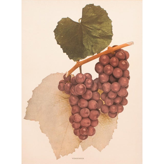 Paper 1900s U. P. Hedrick, Original Antique Photogravure of Vergennes Grapes For Sale - Image 7 of 7