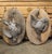 Pair of Circa 1890 Weathered French Hunt Trophies on Natural Oak Oval Panels For Sale - Image 18 of 18