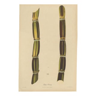 Sugarcane, 1892, Paper For Sale