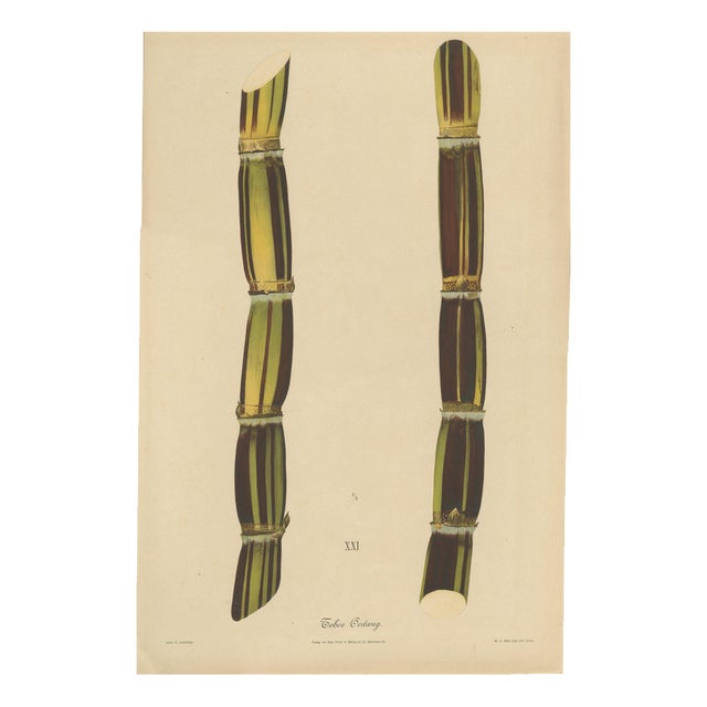 Sugarcane, 1892, Paper For Sale