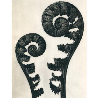 Vintage Karl Blossfeldt Botanical Study Photograph For Sale