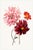 Dahlias by Willem Hekking, Vintage Botanical Art Print, 16" X 24" For Sale