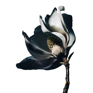 Magnolia I by Sivan Roshianu – Limited Edition Floral Photograph | Unframed, Signed Archival Print For Sale