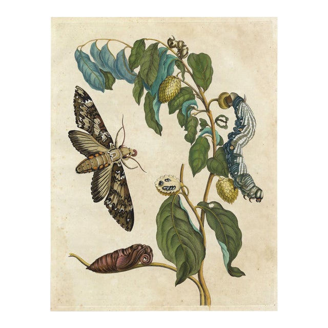 Merian Butterfly 5, Unframed Artwork For Sale