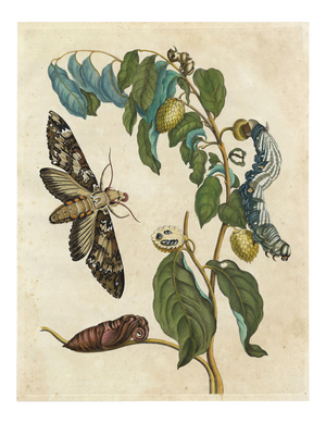 Merian Butterfly 5, Unframed Artwork