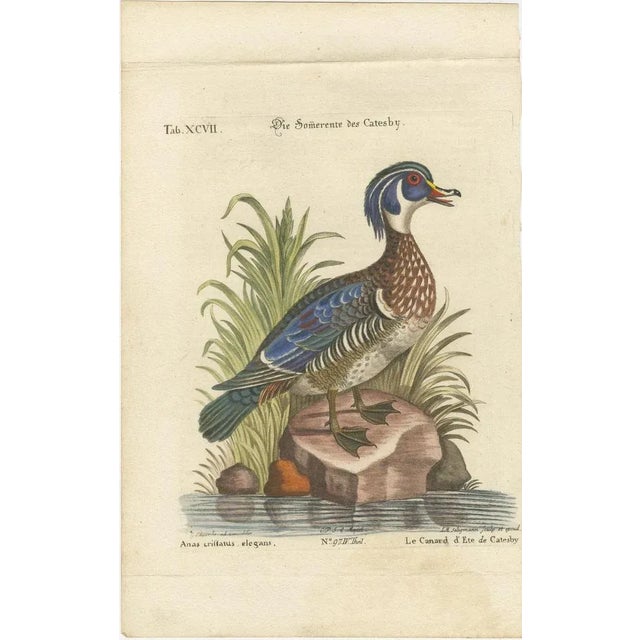 Title: Die Sommerente des Catesby - Hand-Colored Engraving of Catesby’s Summer Duck by Johann Michael Seligmann, 18th...
