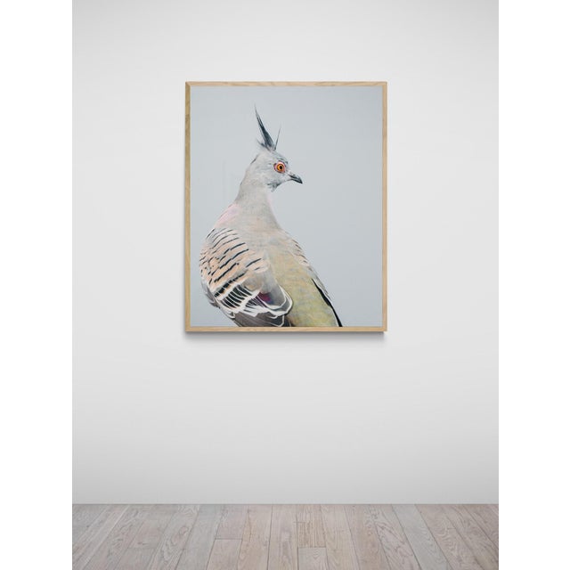 This is a formal portrait of a Crested Pigeon. This work is part of Brendan Burden's Fancy Pigeons series. This series...