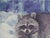 Impressionist Sean Wu Original Oil Portrait of Raccoon For Sale - Image 3 of 5