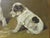 Antique English Painting of Jack Russell Puppies at Play For Sale - Image 11 of 16