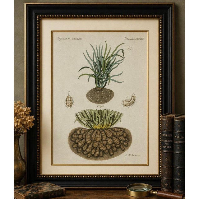 Original antique botanical print of tiger nut by bertuch, 1800 original antique hand-colored copper engraving depicting...