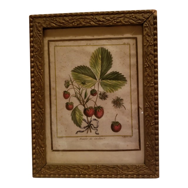 18th Century Strawberry Print For Sale