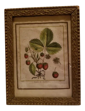 18th Century Strawberry Print