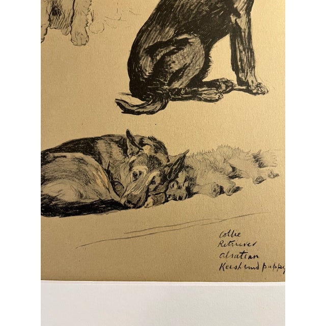 Wonderful 1935 book illustration by noted British artist Cecil Aldin, Collie, Retriever, Alsatian, and Keeshond puppy....
