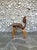 1950s DCW Dining Chair in Walnut by Charles and Ray Eames for Herman Miller, 1950s For Sale - Image 5 of 17