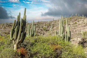 Cafayate Cactus, Salta Argentina Desert Landscape Photograph by Richard Silver, 24 x 36