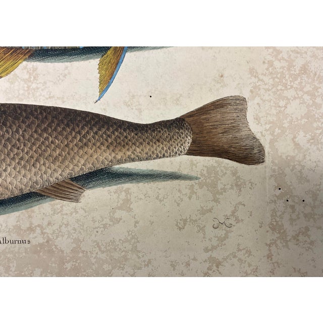 Paper Mark Catesby Engraving, "Puddingwife Wrasse and Carolina Whiting Fish" For Sale - Image 7 of 11