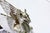 Embossed Silver Dragon with Scalloped Wings For Sale - Image 5 of 9