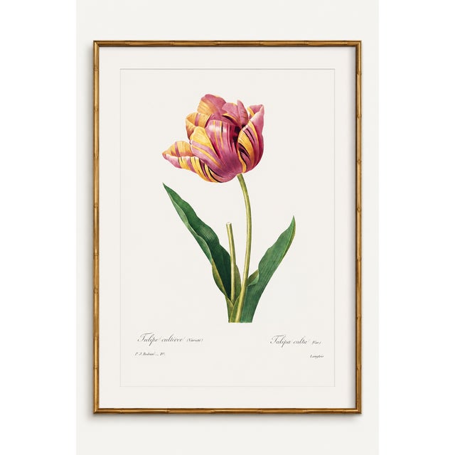 Paper Tulip by Pierre-Joseph Redouté, Vintage Botanical Art Print, 32" X 48" For Sale - Image 7 of 11