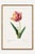 Paper Tulip by Pierre-Joseph Redouté, Vintage Botanical Art Print, 32" X 48" For Sale - Image 7 of 11