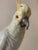 Rococo Late 19th Century Ludwigsburg Polychrome Porcelain Cockatoo For Sale - Image 3 of 12