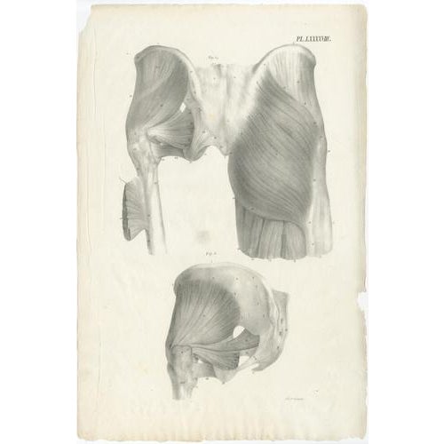 Early 19th Century Jules Cloquet, French Anatomical Lithographs of the Spine and Pelvis, 1821, Lithograph, Set of 3 For Sale - Image 5 of 10