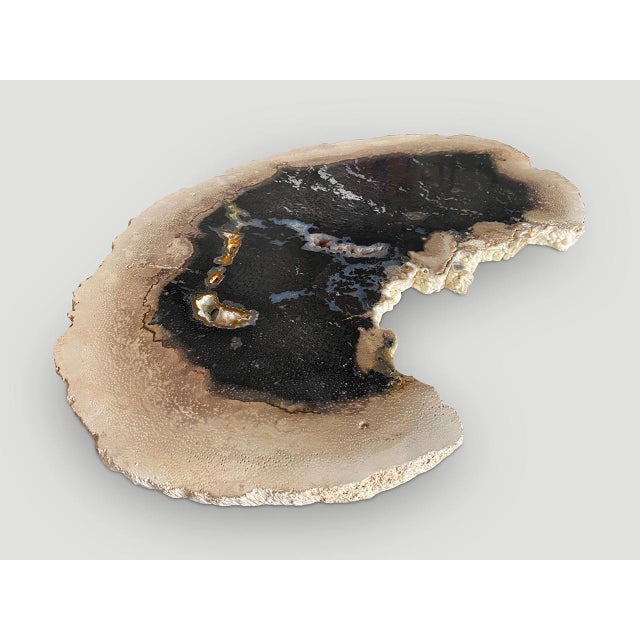 Andrianna Shamaris Rare Palm Petrified Wood Slab For Sale - Image 18 of 18