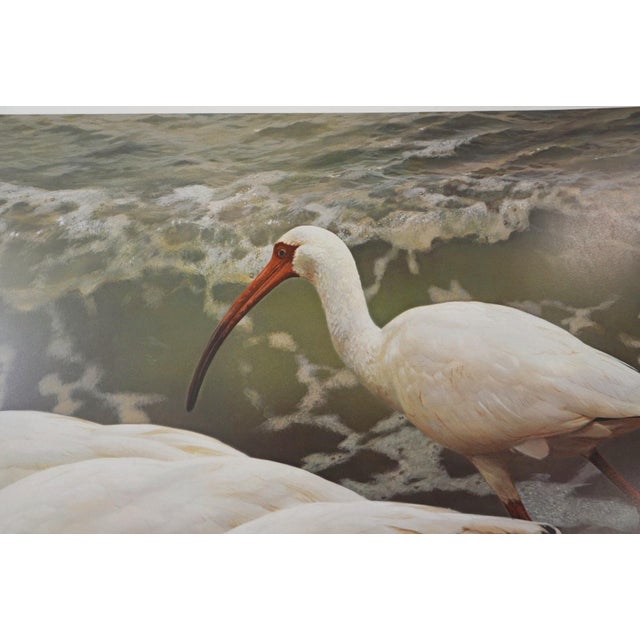 Carl Brenders "Shoreline Quartet - White Ibis" Signed Limited Edition Print, 1990 For Sale - Image 4 of 11