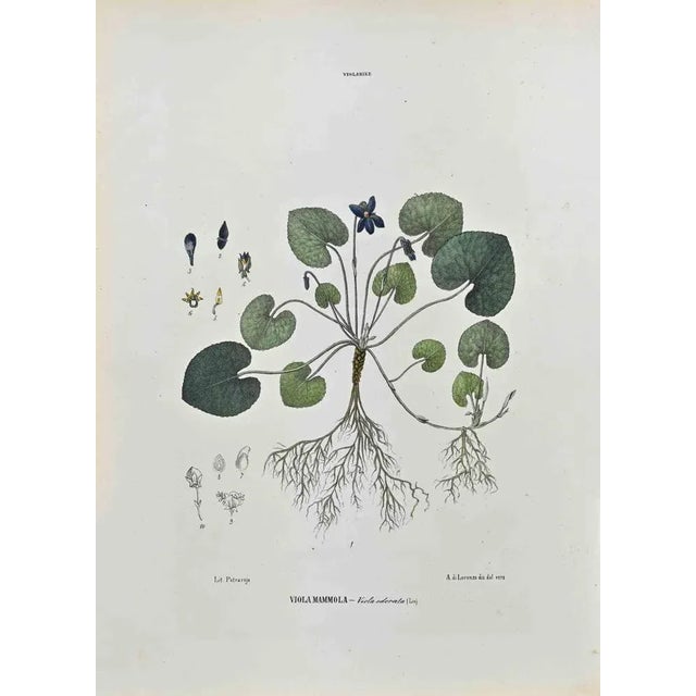 Lithograph hand watercolored. Plate from "Atlante di Botanica popolare ossia Illustrazione di Piante Notevoli di ogni...