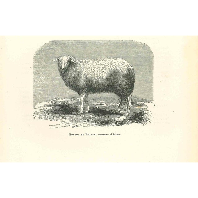 The Sheep is an original lithograph on ivory-colored paper, realized by Paul Gervais (1816-1879). The artwork is from The...