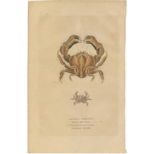 Drapiez, Aquatic & Insect Illustrations, 1845, Handcolored Engravings, Set of 4 For Sale - Image 4 of 7