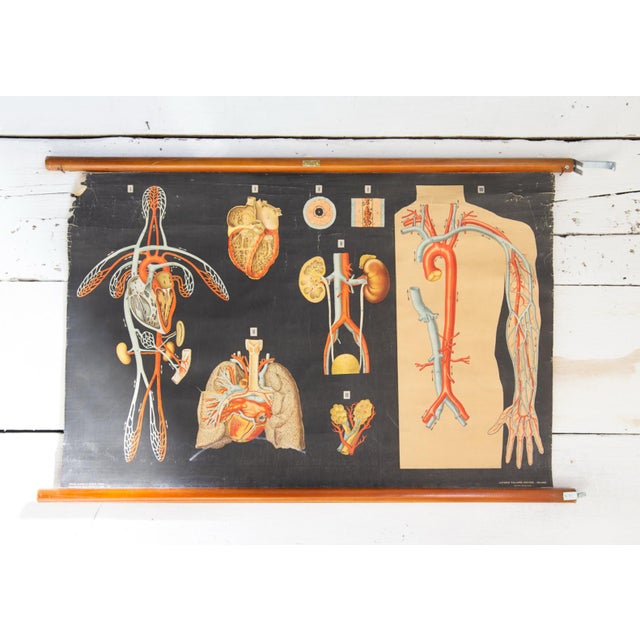 Human Anatomy Charts from Allardi Publisher, 1950s, Set of 2 For Sale - Image 6 of 14
