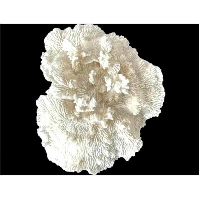 Contemporary Natural White Coral Reef Specimen #7 For Sale - Image 3 of 10