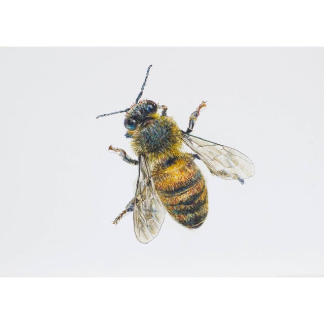 Contemporary Juris Utans, Bee at Rest, 2021, Mixed Media on Paper For Sale - Image 3 of 3