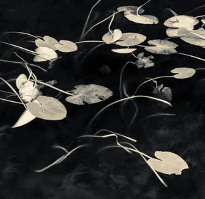 Lilly pads I by Robert Canis Print, 14" x 14"