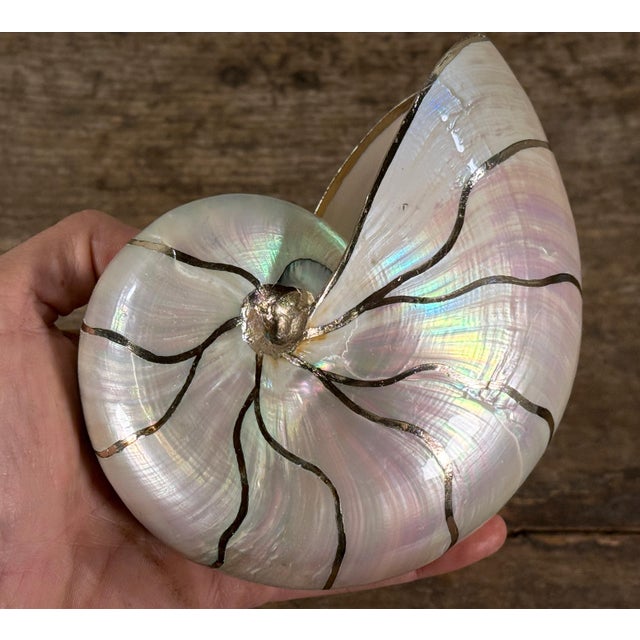 Natural Pearlized Nautilus Shell With Silver Gilded Trim For Sale - Image 4 of 5