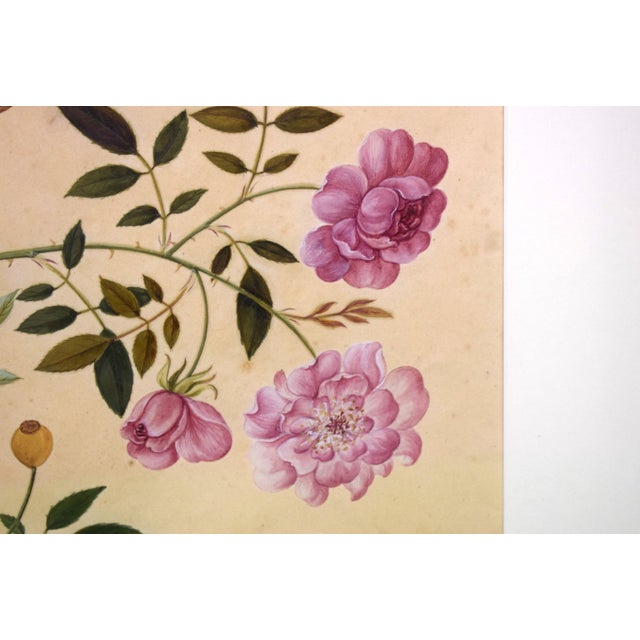 Monthly Rose Chinese Hand-Watercolour 19thc Painting For Sale - Image 4 of 5