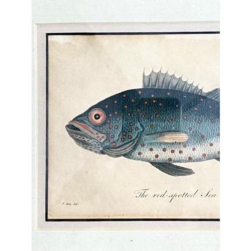 Paper J. Pass after Johann Eberhard Ihle, Fish and Dromedary, 19th Century, Paper, Framed, Set of 2 For Sale - Image 7 of 8