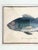Paper J. Pass after Johann Eberhard Ihle, Fish and Dromedary, 19th Century, Paper, Framed, Set of 2 For Sale - Image 7 of 8