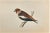 Hawfinch is a modern artwork realized in 1870 by the British artist Alexander Francis Lydon (1836-1917) . Woodcut print,...