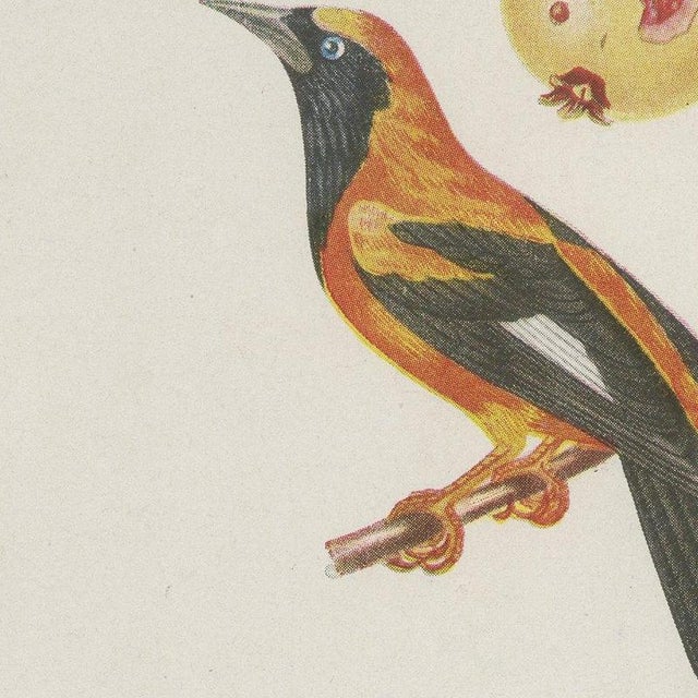 1940s Descourtilz, Orioles and Tanagers on a Guava, Brazilian Bird Print, 1944, Paper For Sale - Image 5 of 12