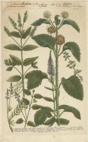 Weinmann, Spike Speedwell and Various Other Plants, 1745, Copper Engraving