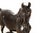 French Antique Bronze Sculpture of Ibrahim, Arabian Stallion by Pierre Jules Mene For Sale - Image 11 of 16