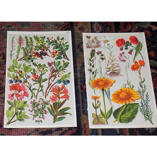 Realism Authentic Antique 19th Century Alpine Botanical Color Lithographs - Set of 9 For Sale - Image 3 of 8