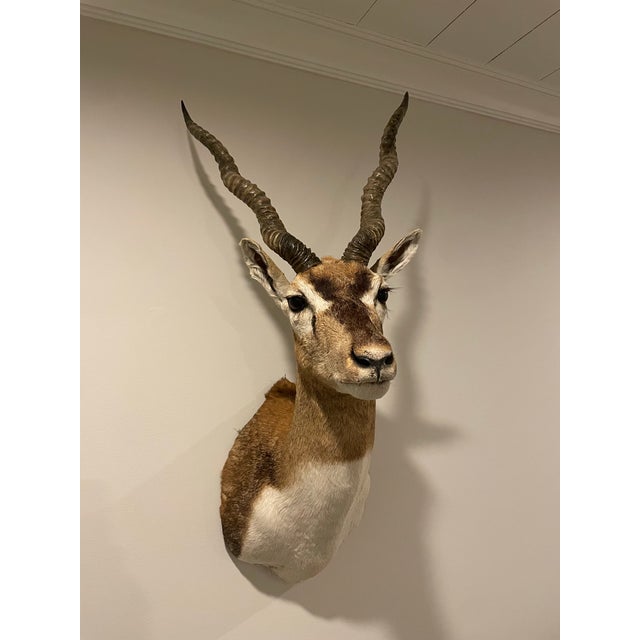 Impressive African Gazelle taxidermy mount. This hard to find African hunting trophy is mounted upright, with its ears...